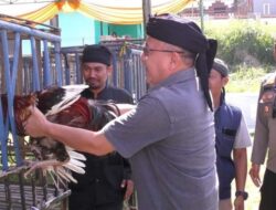 Gelar Kontes Hayam Pelung di Caringin, Wabup Iyos : Lestarikan Seni Budaya
