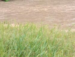 Banjir di Bojonggaling Bantargadung Kab Sukanbumi , Menimpa 3 Hektar lahan Pertanian