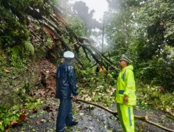 Pohon tumbang lagi, Kali Ini di Jalan Raya Cisarakan Buniwangi Palabuhanratu
