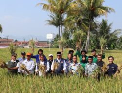 Panen Padi IP 400 Bersama Poktan Seroja Cibeureum, Wali Kota Sukabumi : Inovasi Menjaga Ketahanan Pangan