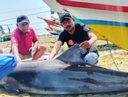 Terdampar di Pantai Bagal Batre Ujunggenteng Sukabumi, Seekor Lumba lumba Ditemukan Mati