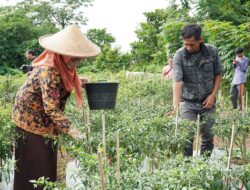 Masifkan Gerakan Pertanian Perkotaan, DKPP dan TPID Panen Cabai Rawit di Kampung Rambay