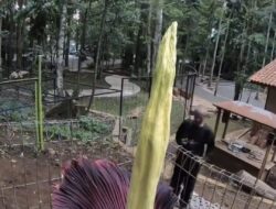 Bunga Bangkai Raksasa Mekar di Tahura Kota Bandung