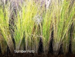 Mengenal Vetiver atau Akar Wangi, Tanaman Pencegah Tanah Longsor