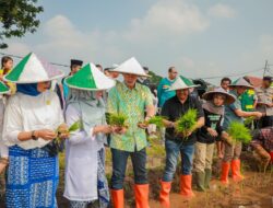 Kolaborasi Penanaman Padi Nutri Zinc di Kota Bogor, Bangun Ekosistem Percepatan Stunting