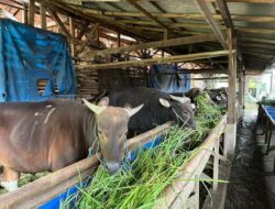 Pemkab Bogor Turunkan Tim Pemeriksa Kesehatan Hewan Qurban