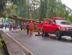 Pohon Tumbang di Jalan Perintis Kemerdekaan Cikembang, Petugas Sigap Evakuasi