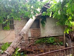 Diterjang Angin Puting Beliung, Pohon Tumbang Menimpa Rumah dan Reklame Billboard Roboh di Kecamatan Warungkiara