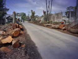 Dinas PU Kab Sukabumi Ungkap Tujuan Pemangkasan Pohon di Sekitar Proyek Tol Bocimi Seksi 3 Nargak