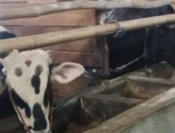 BPBN Korwil 2 Laporkan Penggelapan Bantuan Hibah 20 ekor Sapi ke Polres dan Kejari Kab Sukabumi, Kadis Peternakan Sampaikan Klarifikasi