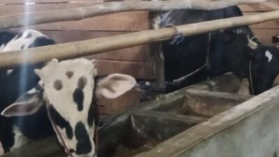 BPBN Korwil 2 Laporkan Penggelapan Bantuan Hibah 20 ekor Sapi ke Polres dan Kejari Kab Sukabumi, Kadis Peternakan Sampaikan Klarifikasi