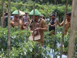 Wabup Sukabumi Hadiri Panen Raya Cabe di Desa Cipeuteuy Kabandungan dan Lepas Pendistribusian Perdana ke Pasar Induk