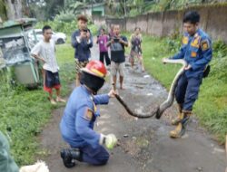 Damkar Posko VII Sukaraja Evakuasi Ular Sanca Batik dari Pemukiman Warga