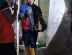 Petugas Damkarmat Pos X Jampangkulon Evakuasi Ular Korba yang Masuk Rumah Penduduk