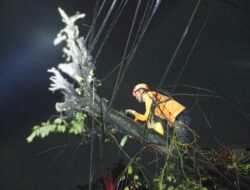 Pohon Tumbang di Jalan Pemuda Sukabumi, Akses Jalan Sempat Terhambat