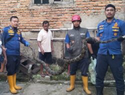Aksi Heroik Damkarmat Sukabumi: Evakuasi Ular Sanca di Jayanti Palabuhanratu