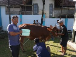 PLN Sukabumi Rayakan Idul Adha: Salurkan Hewan Qurban, Wujud Kepedulian dan Kebersamaan