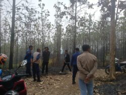 30 Hektare Lahan Jati di Warungkiara Terbakar, Api Masih Menyala di Sejumlah Titik